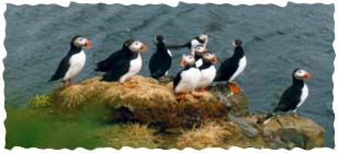 Puffins