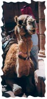 Camel's face