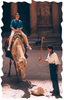 Hugo on Camel